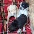 Ücretsiz sahiplenme pointer melez yavru fotoğraf