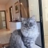 1 YAŞINDA AŞILI BRİTİSH LONGHAİR fotoğraf
