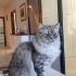 1 YAŞINDA AŞILI BRİTİSH LONGHAİR fotoğraf
