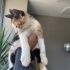 Simba ve Şila acil yuva fotoğraf