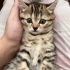 2 Aylık Yavru British Shorthair (ÜCRETSİZ) fotoğraf
