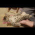 2 Aylık Yavru British Shorthair (ÜCRETSİZ) fotoğraf