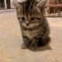 2 Aylık Yavru British Shorthair (ÜCRETSİZ) fotoğraf