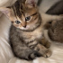 2 Aylık Yavru British Shorthair (ÜCRETSİZ) fotoğraf