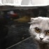 İstenmeyen kedi ... fotoğraf