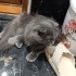 İstenmeyen kedi ... fotoğraf