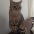 Çok çok acil yuva aranıyor. fotoğraf