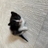 Bebek Tekir Kedi fotoğraf