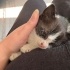 Bebek Tekir Kedi fotoğraf