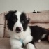 Border Collie Yavrumuzu Sahiplendiriyoruz fotoğraf