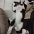 Border Collie Yavrumuzu Sahiplendiriyoruz fotoğraf