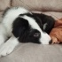Border Collie Yavrumuzu Sahiplendiriyoruz fotoğraf