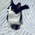 Luna’ya Kalıcı Yuva Arıyoruz fotoğraf