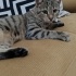İlla cins kedi mi olmalıyım beni sevmeniz için