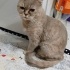 Evde tek kedi olması şartı ile