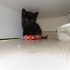 Tahmini 3 4 haftalık erkek kedi fotoğraf