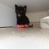 Tahmini 3 4 haftalık erkek kedi fotoğraf