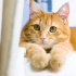 0544 558 07 86 BRITISH SHORTHAIR KIRMASI 6 AYLIK OĞLUM GARFIELD fotoğraf