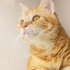 0544 558 07 86 BRITISH SHORTHAIR KIRMASI 6 AYLIK OĞLUM GARFIELD fotoğraf