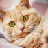 0544 558 07 86 BRITISH SHORTHAIR KIRMASI 6 AYLIK OĞLUM GARFIELD fotoğraf