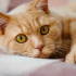 0544 558 07 86 BRITISH SHORTHAIR KIRMASI 6 AYLIK OĞLUM GARFIELD fotoğraf