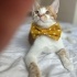 0544 558 07 86/ PORTAKAL 8 AYLIK AŞILI,ÇİPLİ,KISIR OĞLUM ÖMÜRLÜK YUVASINI ARIYOR fotoğraf