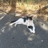 Kısırlaştırılmış Yeni Yuvasına Hazır fotoğraf