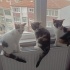 GEÇİCİ EVİNDEN YUVA ARIYOR! fotoğraf