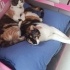 GEÇİCİ EVİNDEN YUVA ARIYOR! fotoğraf