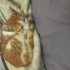 Boncuk yuvasiz kedi fotoğraf