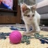 Yavru Kedi Ücretsiz Sahiplendirme fotoğraf
