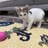 Yavru Kedi Ücretsiz Sahiplendirme fotoğraf