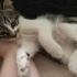 Yavru Kedi Ücretsiz Sahiplendirme fotoğraf