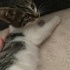 Yavru Kedi Ücretsiz Sahiplendirme fotoğraf