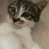Yavru Kedi Ücretsiz Sahiplendirme fotoğraf