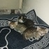 Kızıma ve yavrularına ömürlük yuva fotoğraf