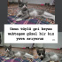 2 AYLIK GRİ-BEYAZ DİŞİ YAVRU YUVA ARIYOR fotoğraf