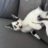 Acil yavru kedi sahibi aranıyor