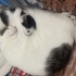 Anne ve yavrusu dişi kedi