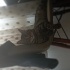 ZEYTİNE ACİL YUVA ARIYORUZ fotoğraf