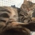 ZEYTİNE ACİL YUVA ARIYORUZ fotoğraf