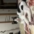 kucak bebeğine acil yuva fotoğraf