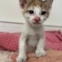 KARAMELE YUVA ARIYORUZ 1-1,5 AYLIK fotoğraf