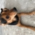 ÜCRETSİZ SAHİPLENDİRME CHİHUAHUA KIRMASI EĞİTİMLİ KÖPEK fotoğraf