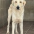 Golden & labrador mix barınakta fotoğraf