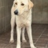 Golden & labrador mix barınakta fotoğraf