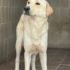 Golden & labrador mix barınakta fotoğraf