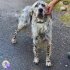 English setter barınakta fotoğraf