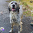 English setter barınakta fotoğraf