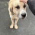 Çok akıllı uysal kangal yuva arıyor fotoğraf